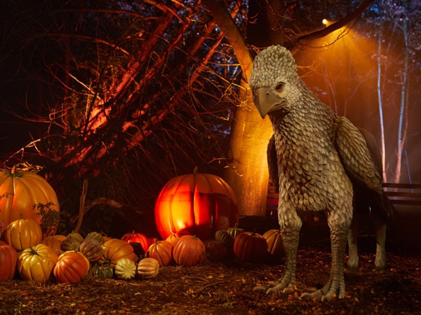 Buckbeak at Harry Potter: A Forbidden Forest Experience