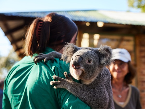 a woman carrying a baby koala at Calmsley Hill City Farm