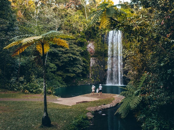 the Millaa Millaa Falls, Millaa Millaa, Qld