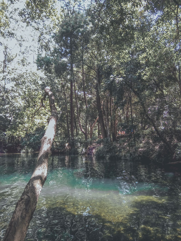 the Never Never Creek, Bellingen, NSW