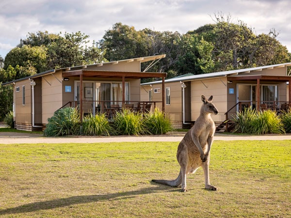a kangaroo at Discovery Park Pambula