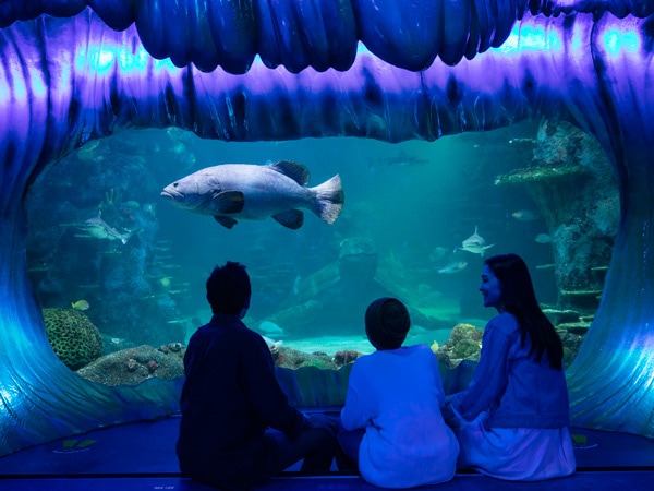 a family enjoying their time at SEA LIFE Sydney Aquarium,Darling Harbour
