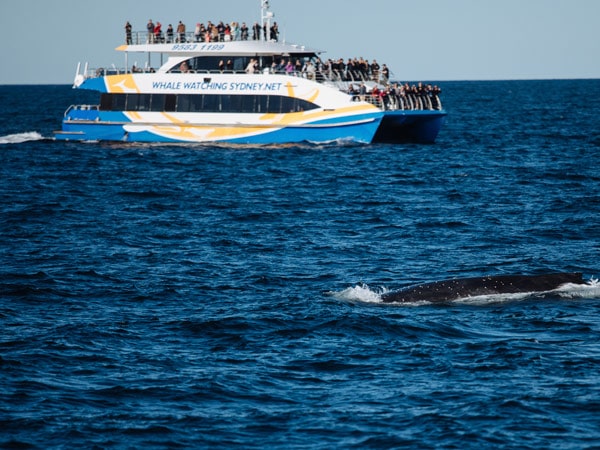 a humpback whale spotted off Sydney Heads on its annualmigration along the NSW coastline