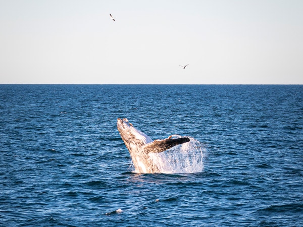 a humpback whale along the NSW coastline