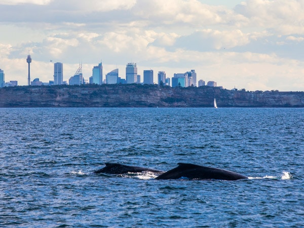 two humpback whales passing through Sydney during their migration up the NSW coastline