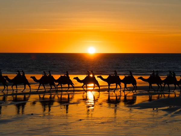 camels lined up on Cable Beach at sunset