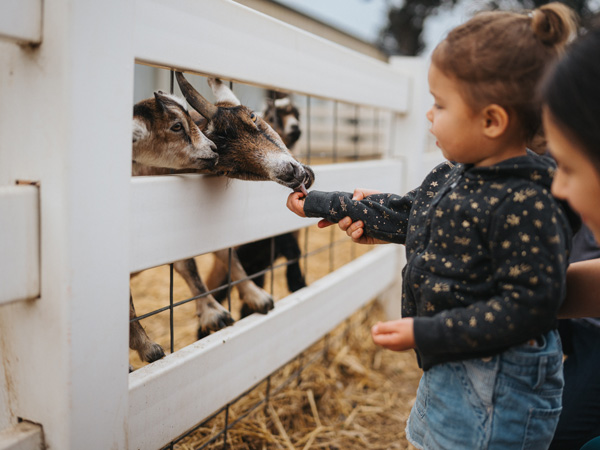 Child feeding goat at petting zoo