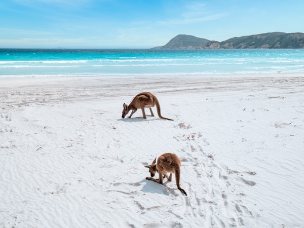 kangaroos on the white sand at Lucky Bay