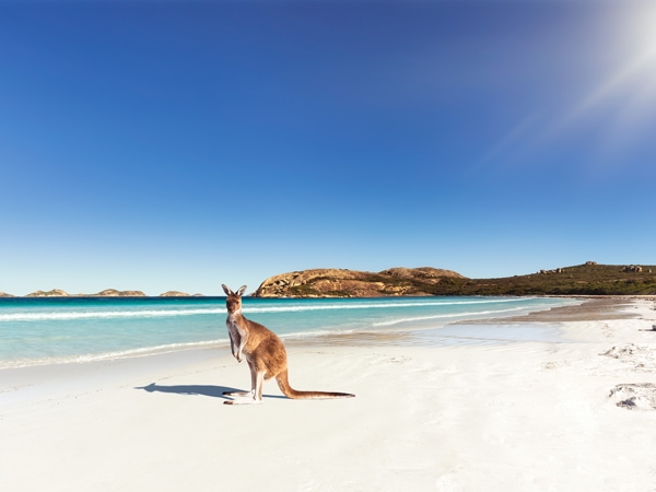 a kangaroo standing on the white sand shore of Lucky Bay