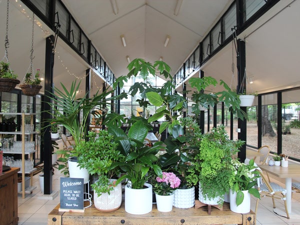 potted plants on display at Sorensen's Glasshouse, Leura