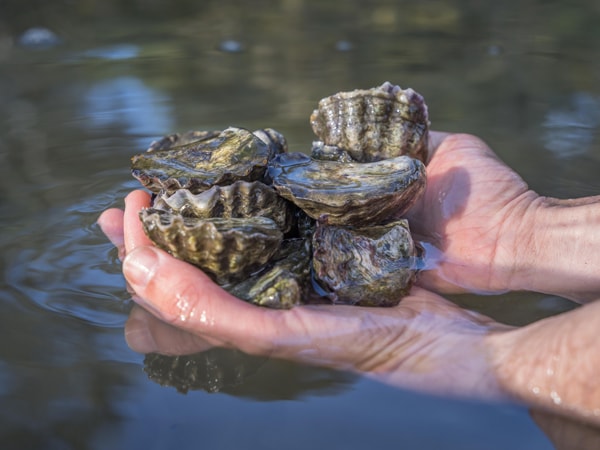  a handful of Tathra Oysters