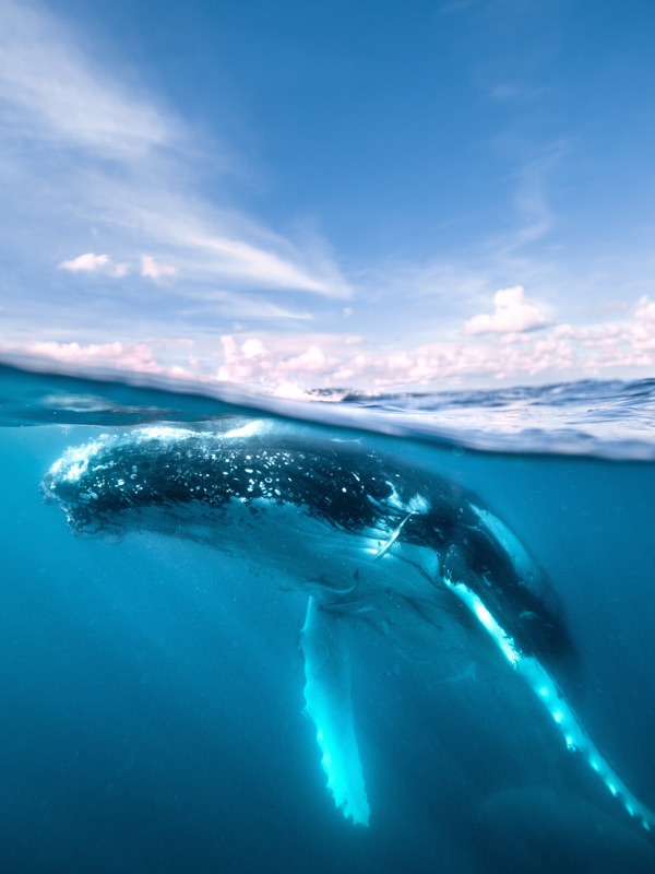 A humpback whale in Hervey Bay