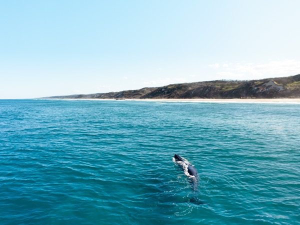 a whale spotted swimming in the waters of Fraser Island