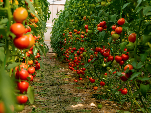 Tasmanian Garlic and Tomato Festival in Hagley