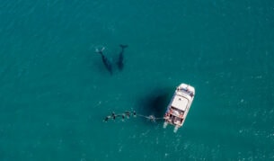 an aerial view of a whale watching tour, Hervey Bay Dive Centre
