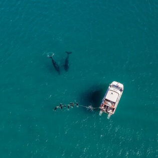 an aerial view of a whale watching tour, Hervey Bay Dive Centre