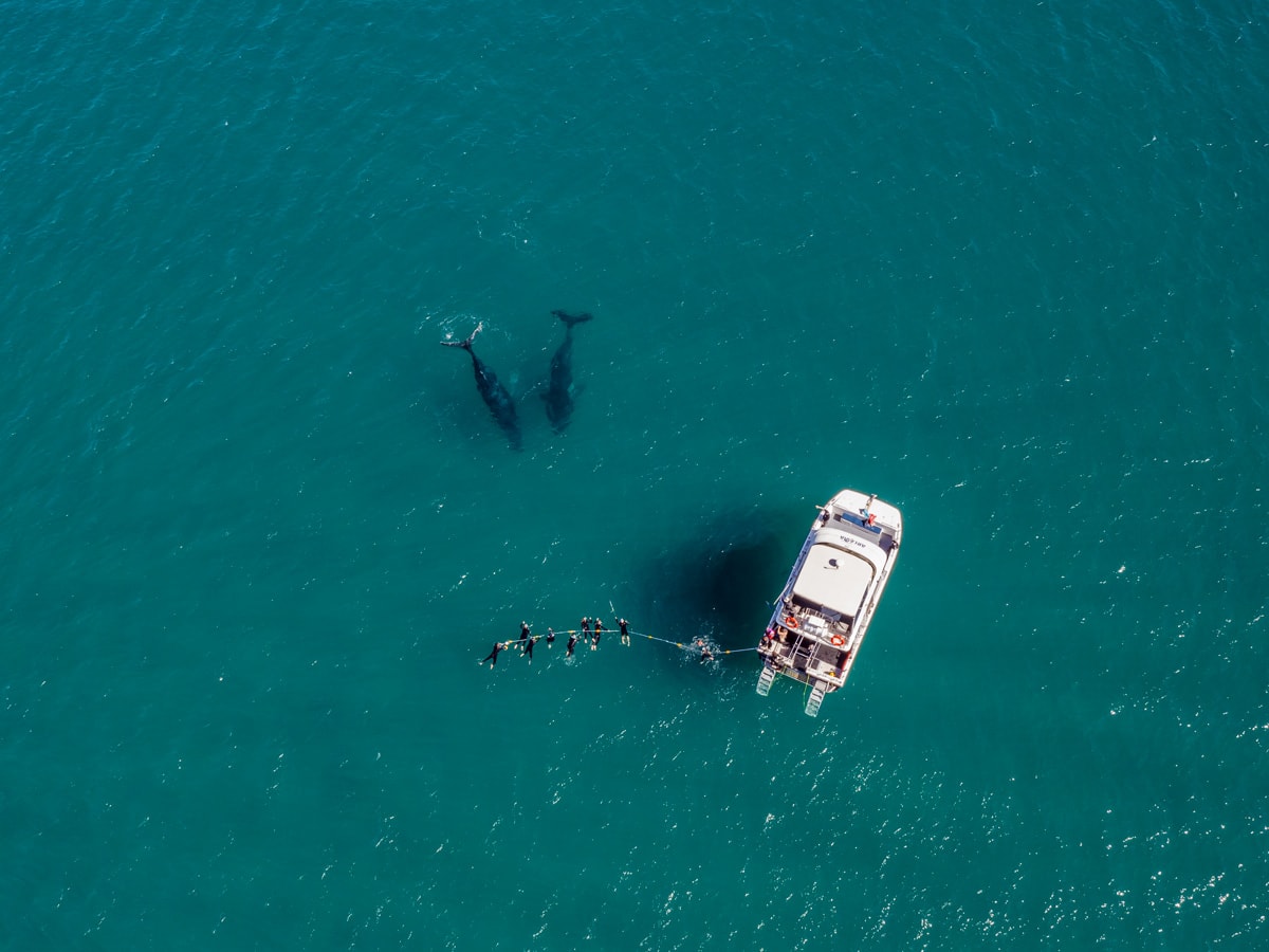 an aerial view of a whale watching tour, Hervey Bay Dive Centre
