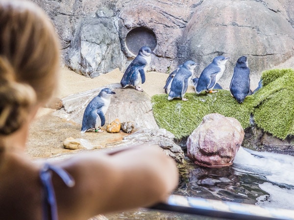penguin encounters at SEA LIFE Sunshine Coast