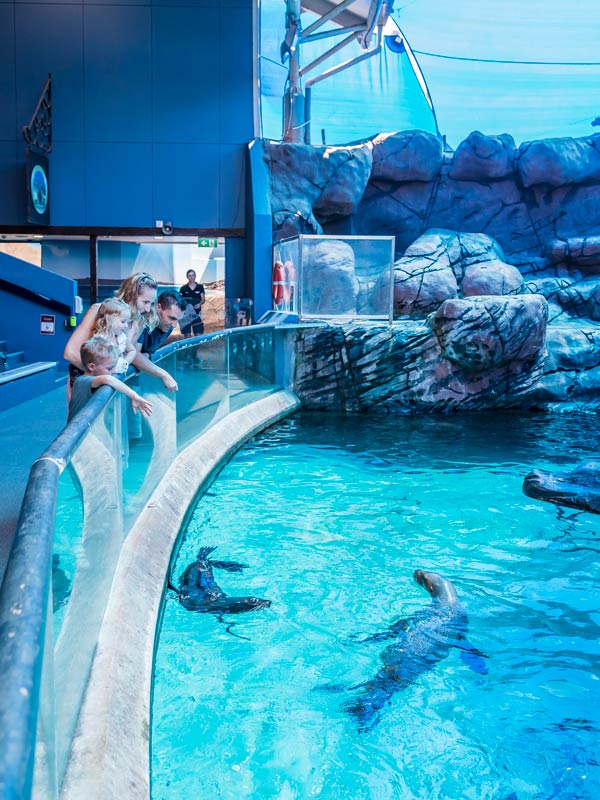 Seals at SEALIFE Mooloolaba