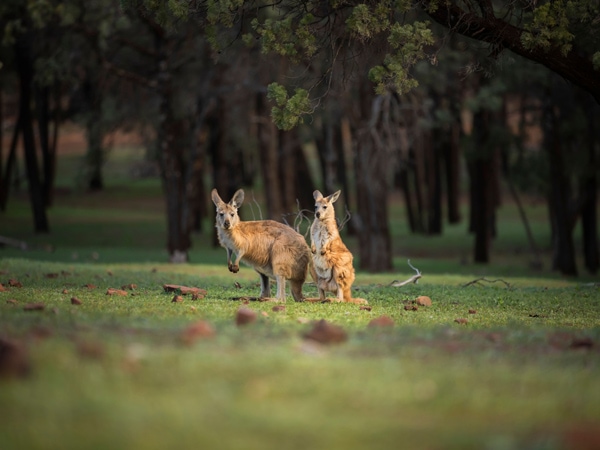 kangaroos at Wilpena Pound Resort