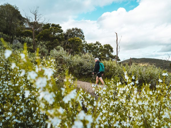 flowers along the route at You Yangs Regional Park, Flinders Peak Walk