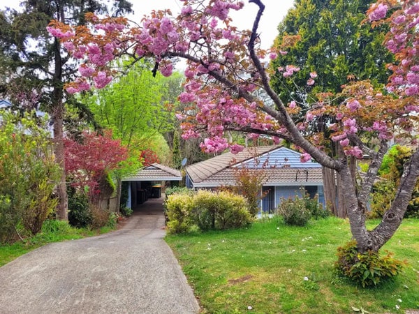 a garden with trees and pink flowers at Abbey House, Leura