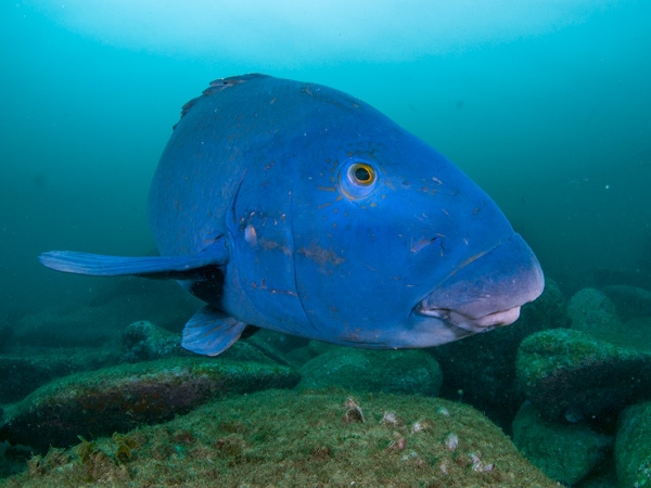 a local Eastern Blue Groper in Cabbage Tree Bay Aquatic Reserve, Manly