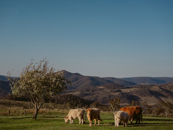 cows grazing in the filed at Seclusions Blue Mountains