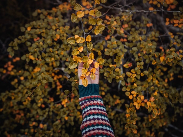 Fagus leaves in Cradle Mountain, Tasmania