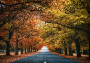 Honour Avenue, Macedon in autumn