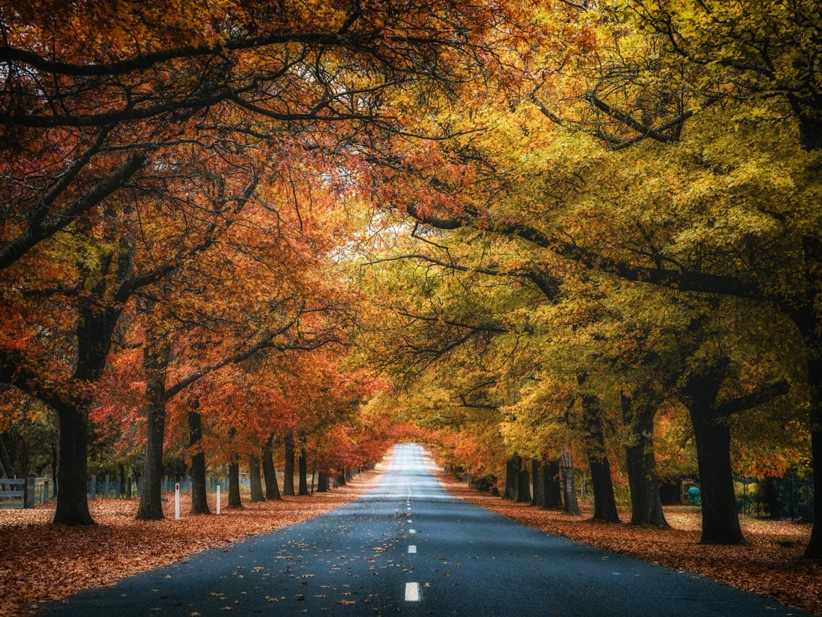 Honour Avenue, Macedon in autumn