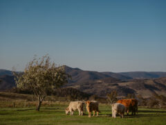 cows grazing in the filed at Seclusions Blue Mountains