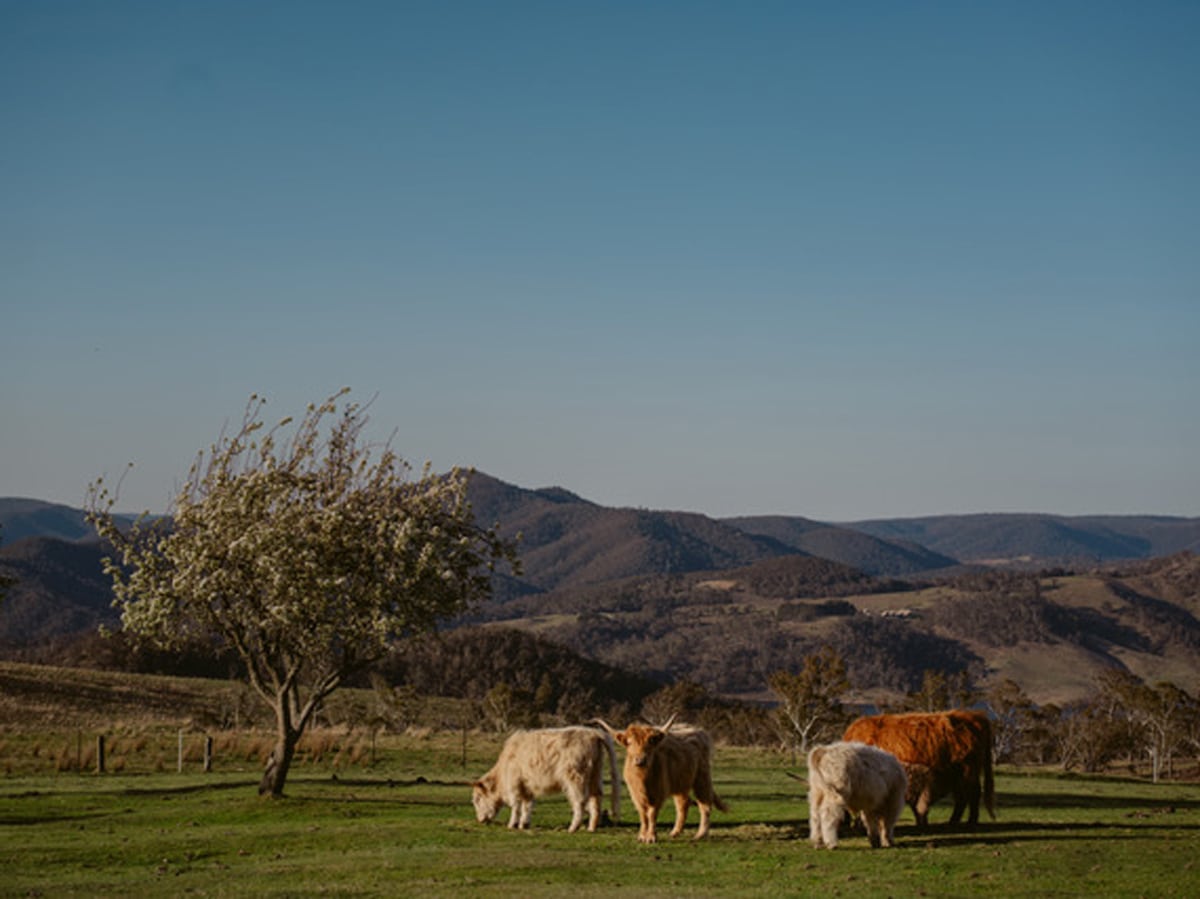 cows grazing in the filed at Seclusions Blue Mountains