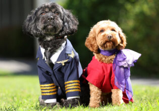Two dogs dressed up as a pilot and flight attendant announcing Virgin Australia's new pets onboard service.