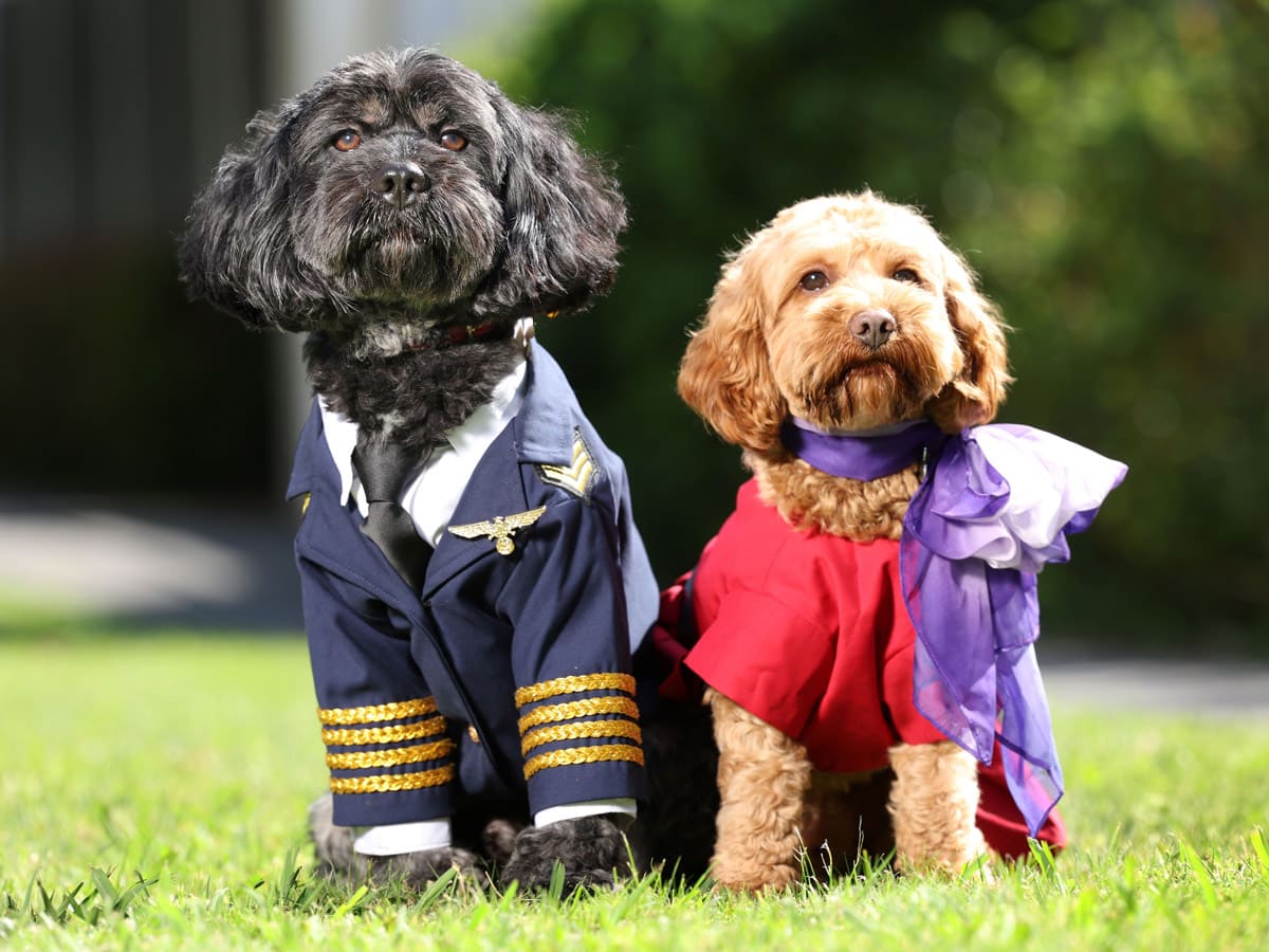 Two dogs dressed up as a pilot and flight attendant announcing Virgin Australia's new pets onboard service.