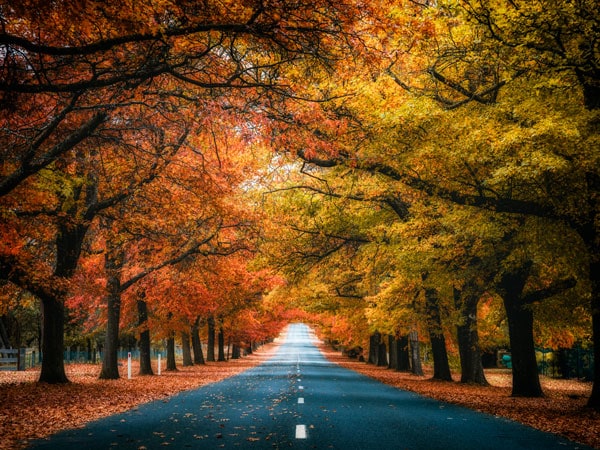 the Honour Avenue, Macedon Ranges in autumn