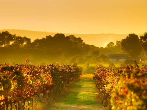 the Swan Valley vineyards in autumn