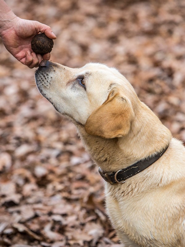 Truffle dog at Australian Truffle Traders, Manjimup
