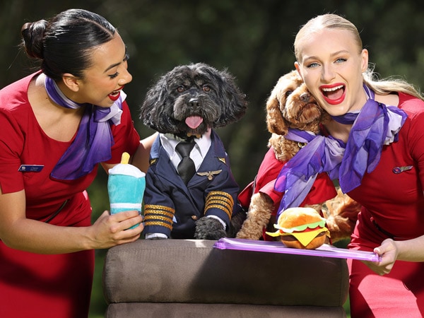 Two dogs dressed up as a pilot and flight attendant announcing Virgin Australia's new pets onboard service with two human flight attendants