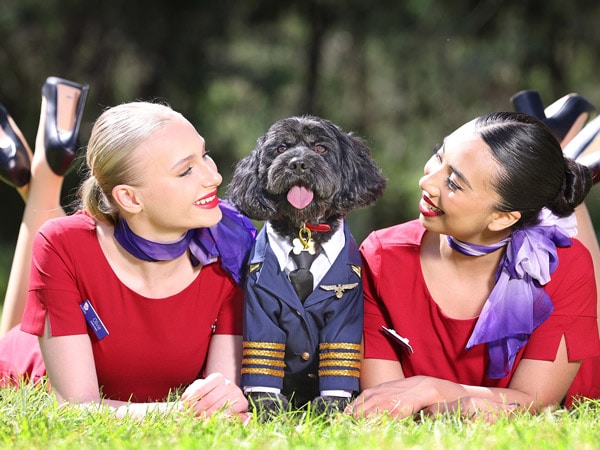 A dog dressed up as a pilot announcing Virgin Australia's new pets onboard service with two human flight attendants