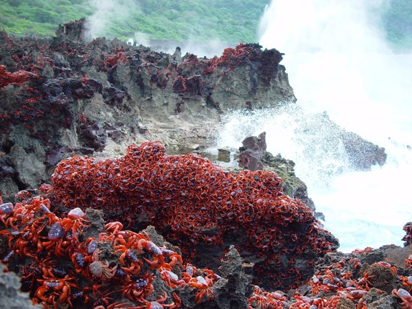 a group of red crabs on a cliff at Christmas Island