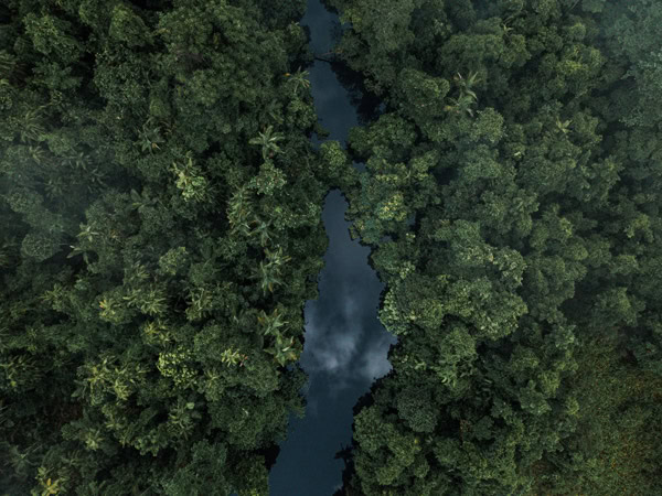 an aerial view of the Daintree Rainforest, Qld