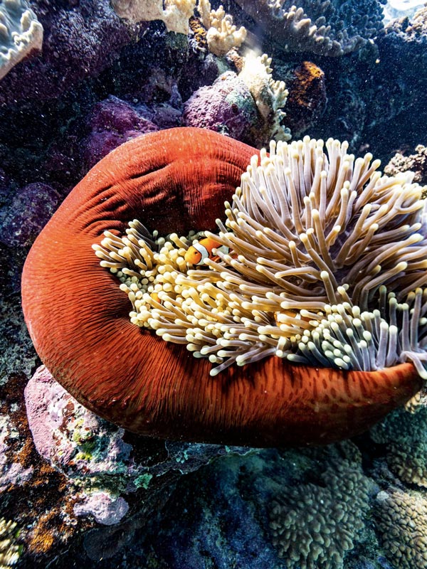 a close-up of a coral at Great Barrier Reef