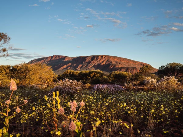 wildflowers in Mt Augustus