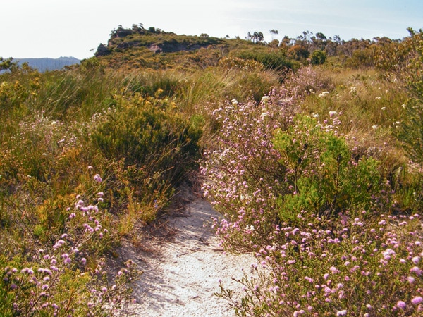 Lockleys Pylon Track in the Blue Mountains