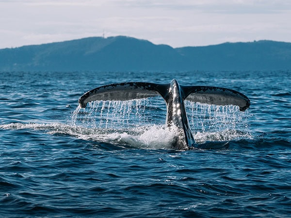 whale spotting on the central coast with Eco Destination Adventures