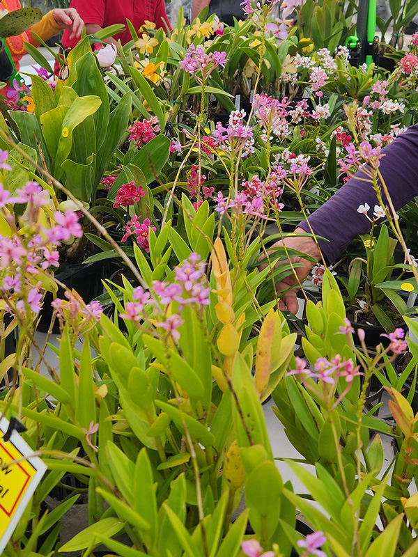 Yarra Valley Autumn Plant Fair & Garden Expo in Victoria