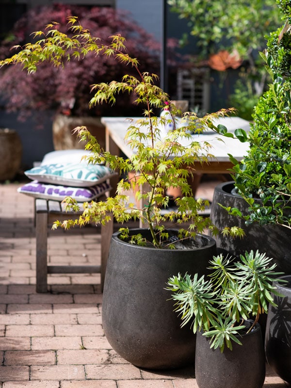 potted plants outside Anything Grows, Orange