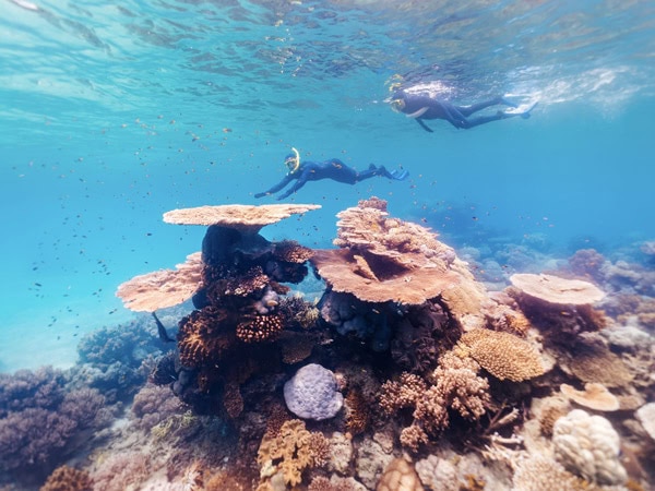 snorkelling in Port Douglas