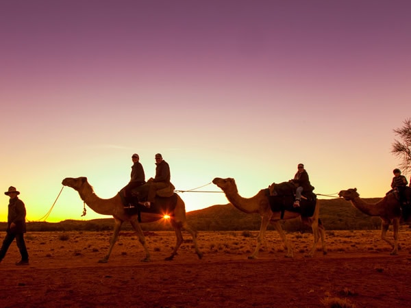 camel rides at sunset, Pyndan Camel Tracks